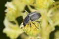 Bruchela suturalis